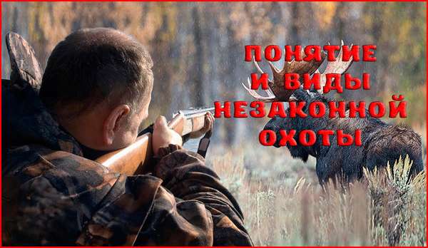 Понятия и состав статьи 258 УК РФ – незаконная охота