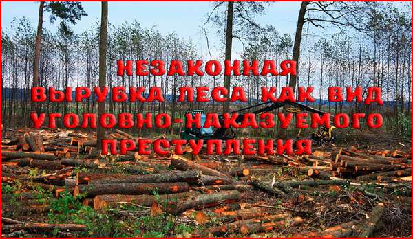 Уголовная ответственность за незаконную вырубку леса